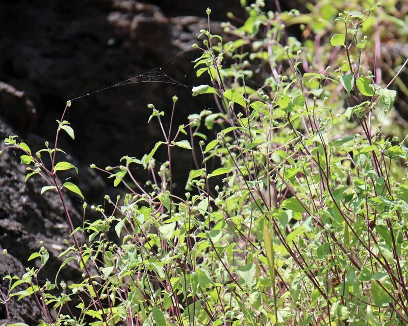 Blainvillea dichotoma photo 2