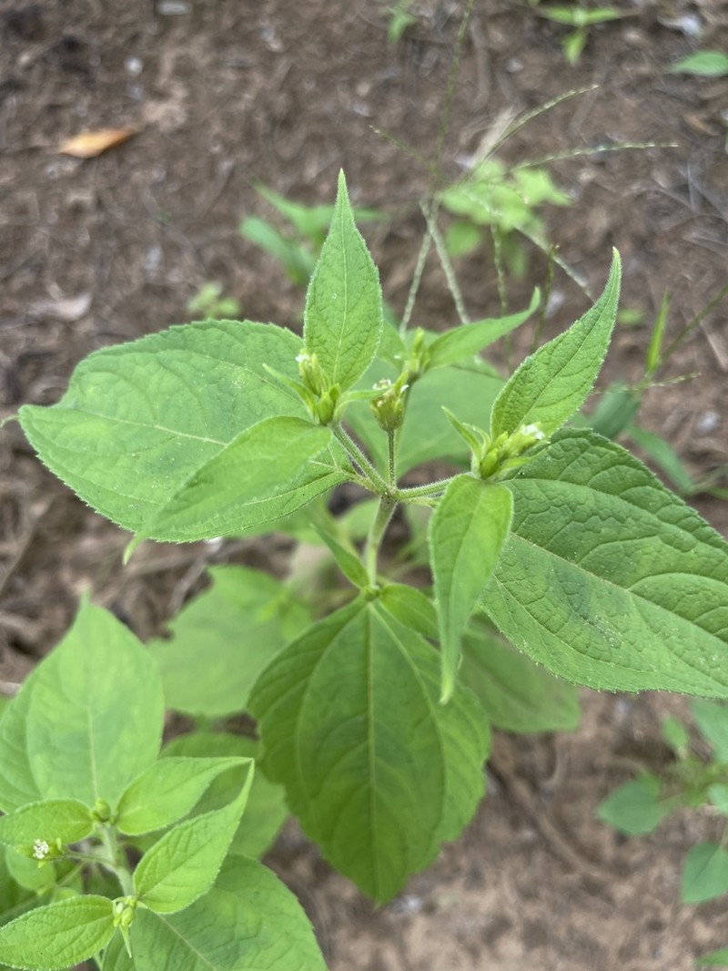 Blainvillea gayana