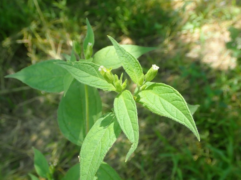 Blainvillea gayana photo 5