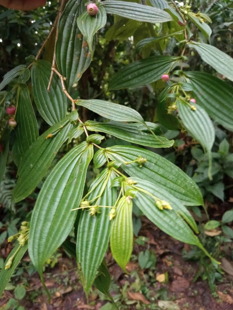 Blakea anisophylla
