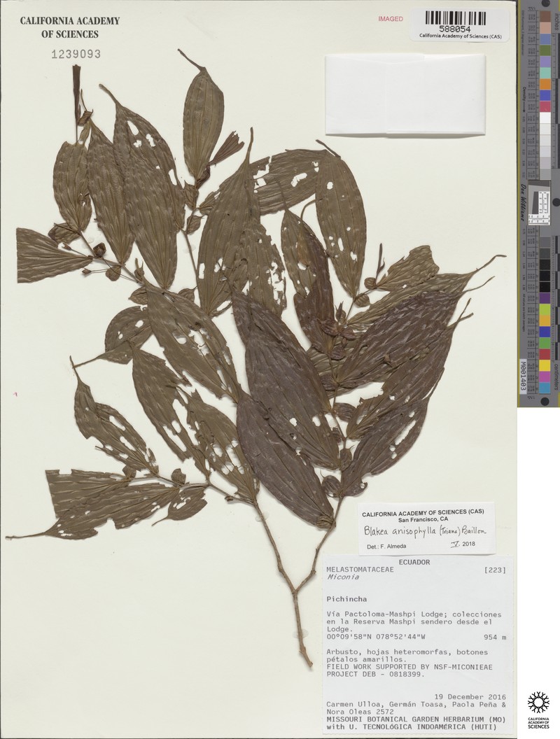 Blakea anisophylla photo 2