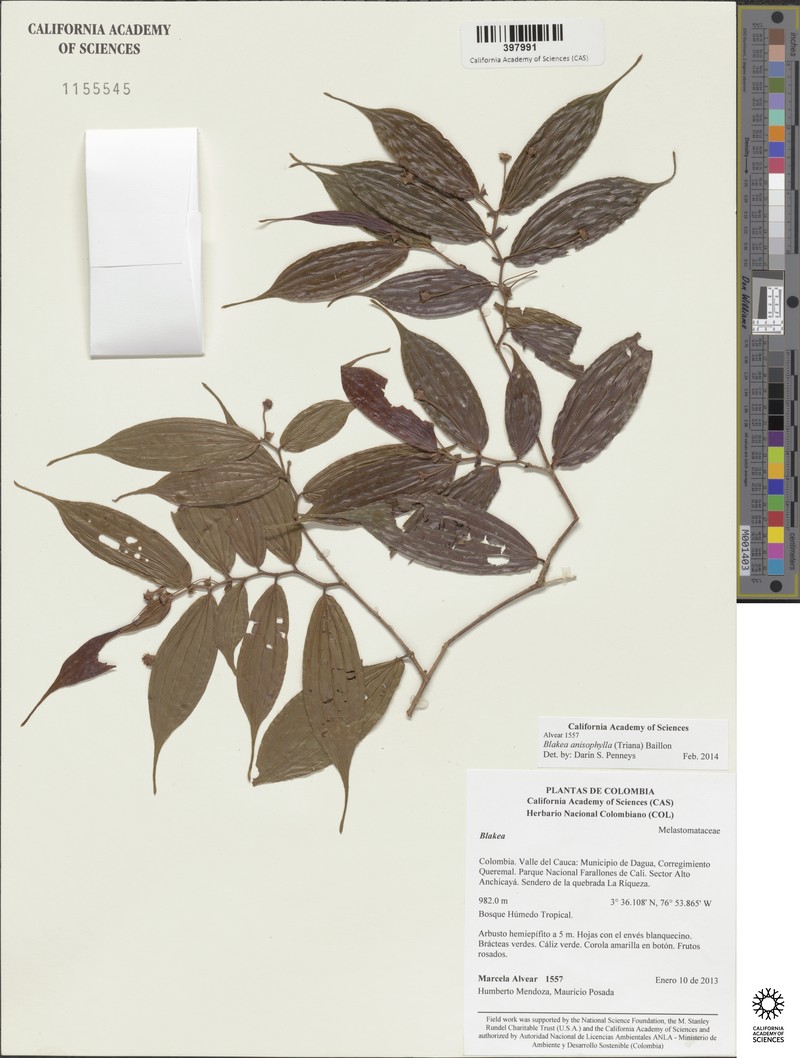 Blakea anisophylla photo 3