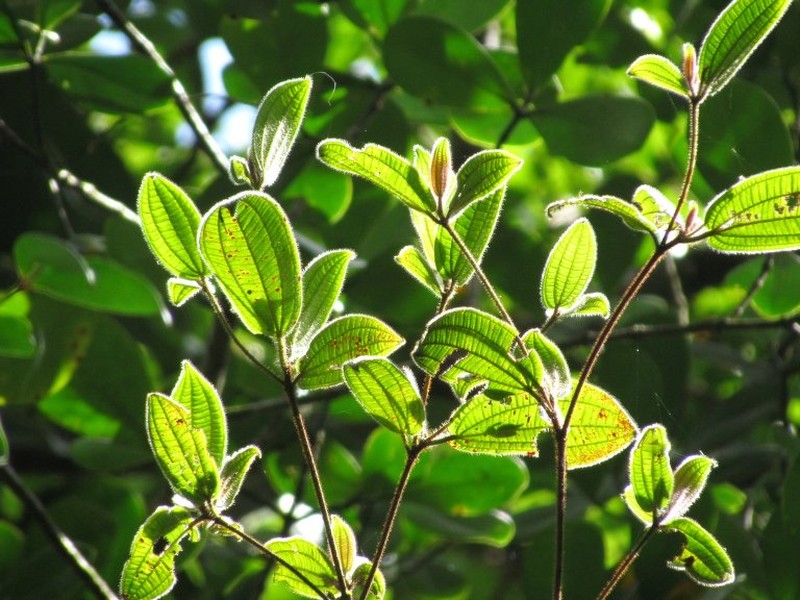 Blakea echinata