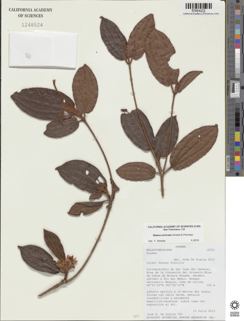 Blakea echinata photo 2