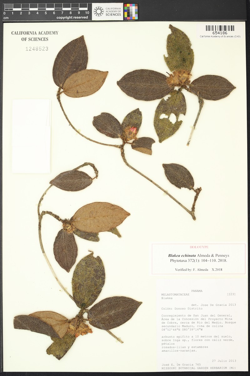 Blakea echinata photo 3