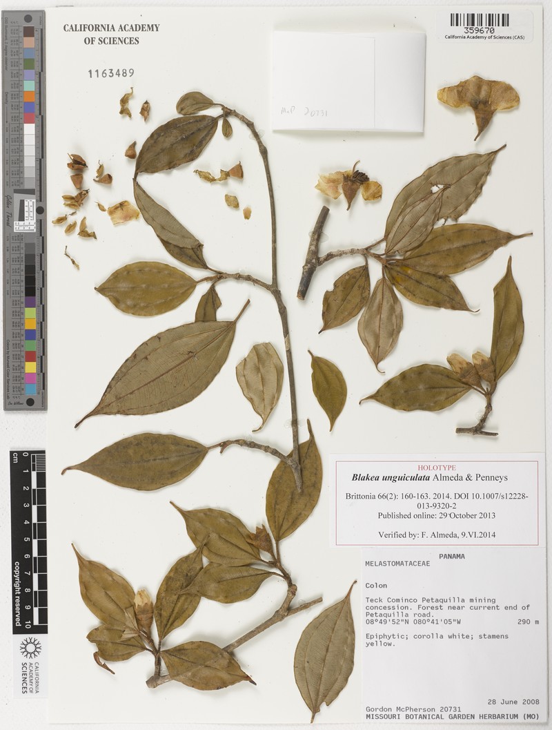 Blakea unguiculata