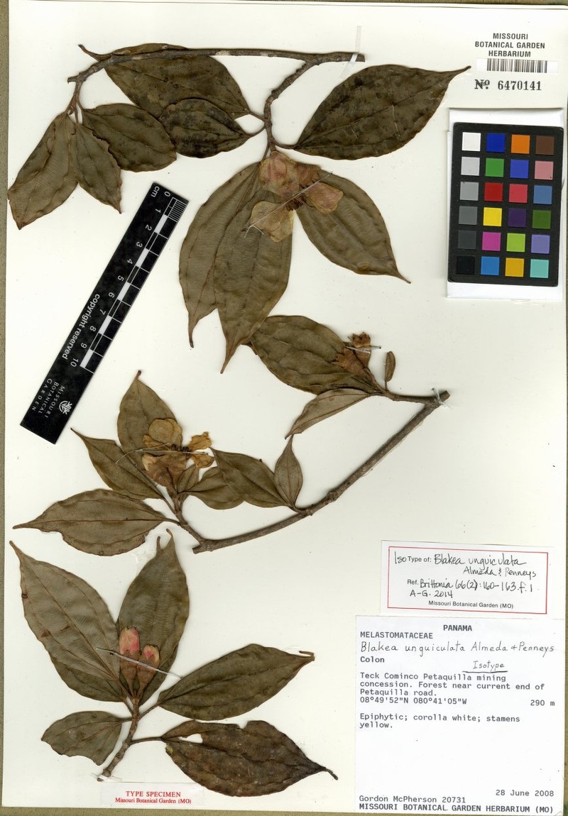 Blakea unguiculata photo 2