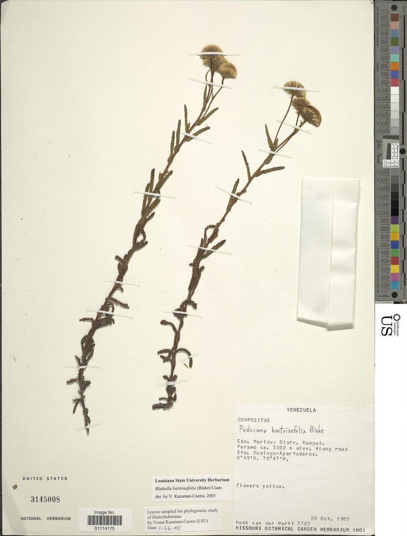 Blakiella bartsiifolia
