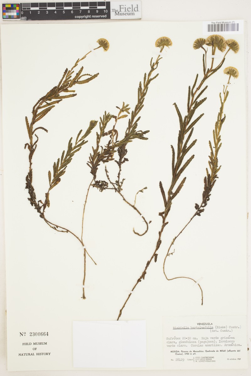 Blakiella bartsiifolia photo 2