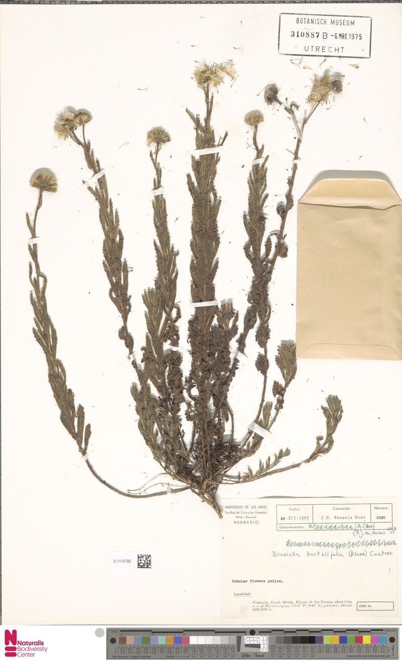 Blakiella bartsiifolia photo 3