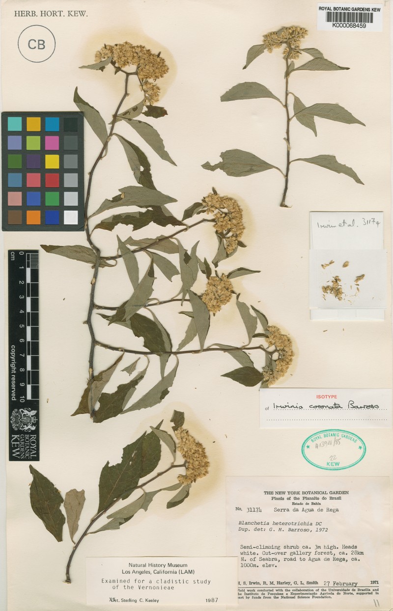 Blanchetia coronata