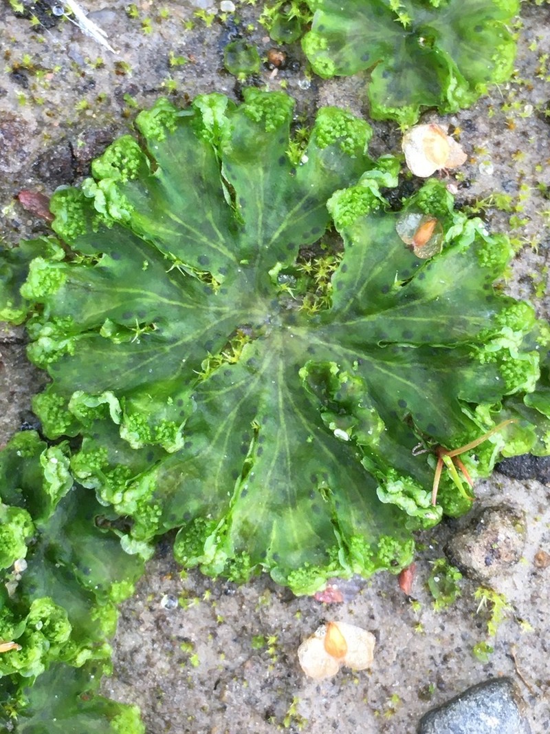 Blasia pusilla photo 2