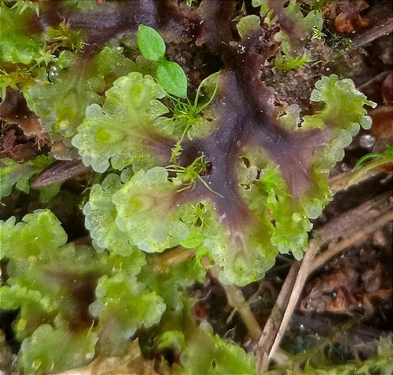 Blasia pusilla photo 3