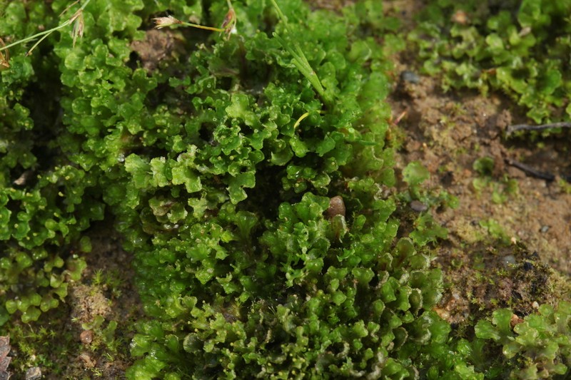 Blasia pusilla photo 4
