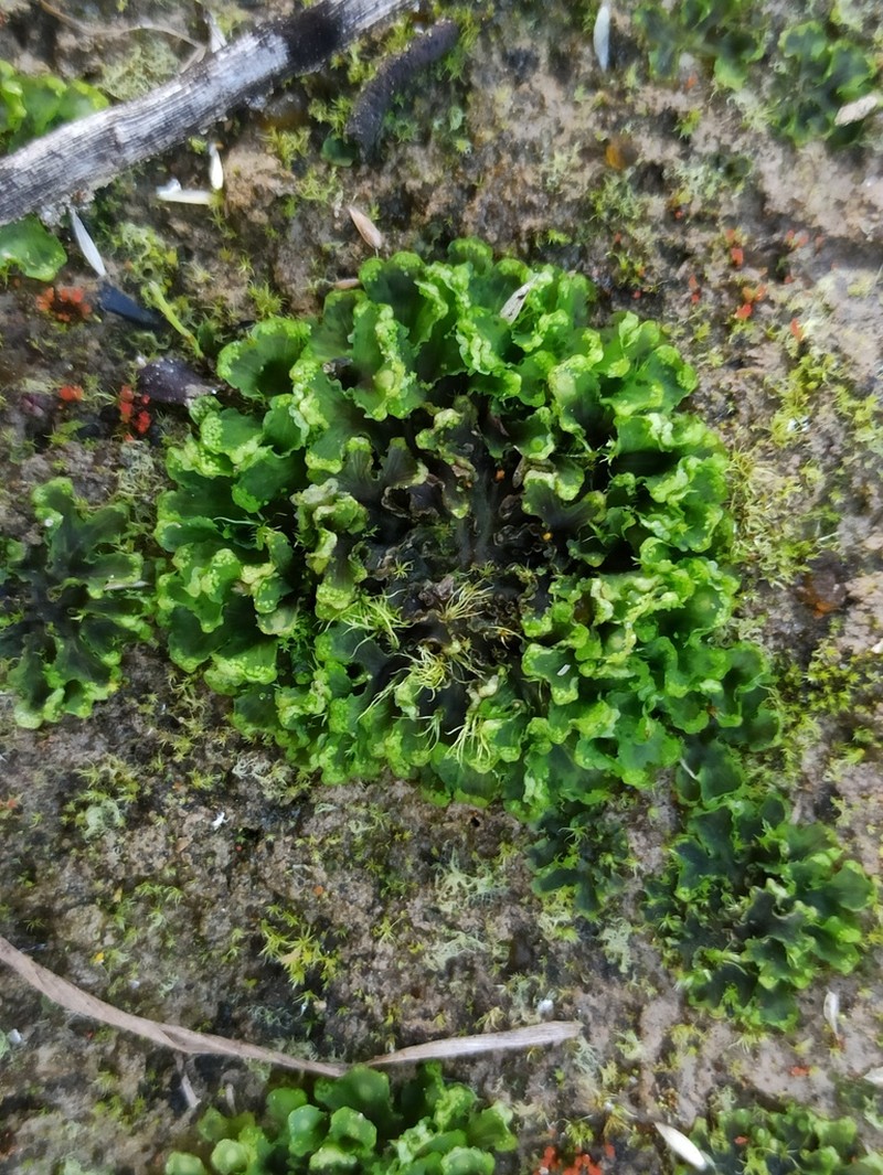Blasia pusilla photo 5