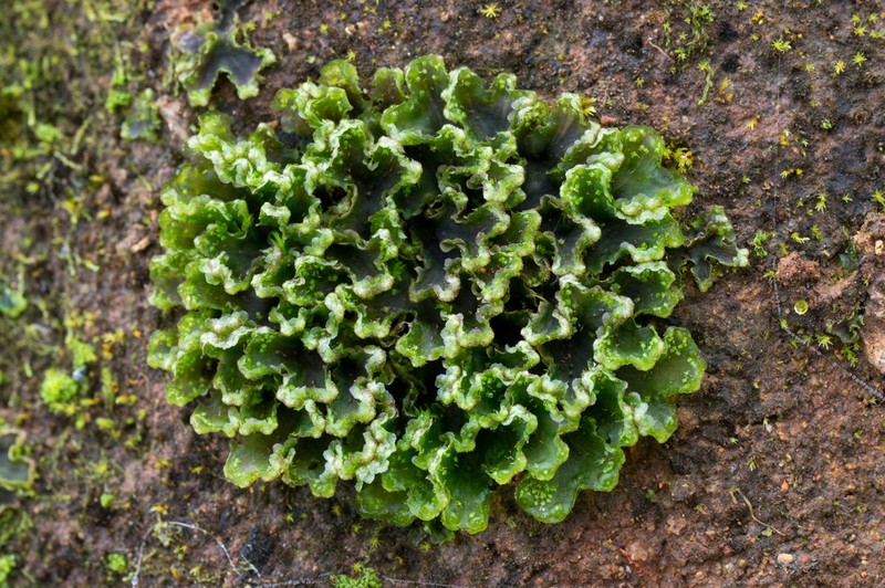 Blasia pusilla photo 6
