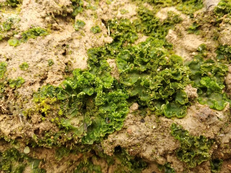 Blasia pusilla photo 7