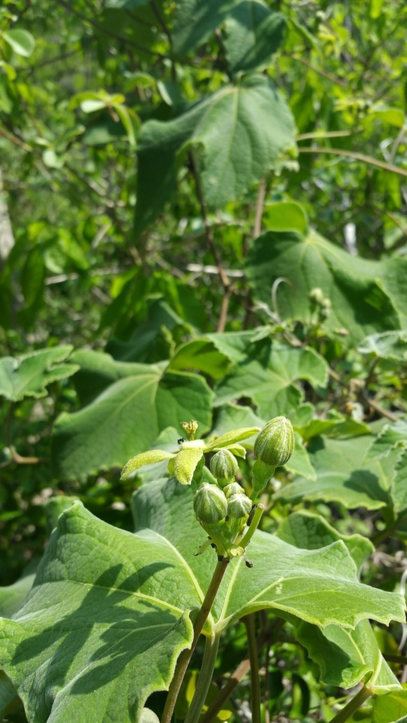 Blastania lucorum