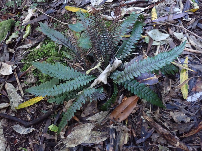 Blechnum × aggregatum
