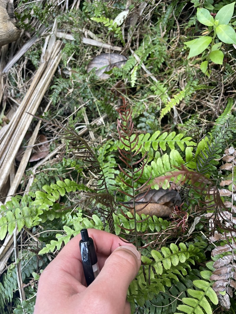 Blechnum × aggregatum photo 2