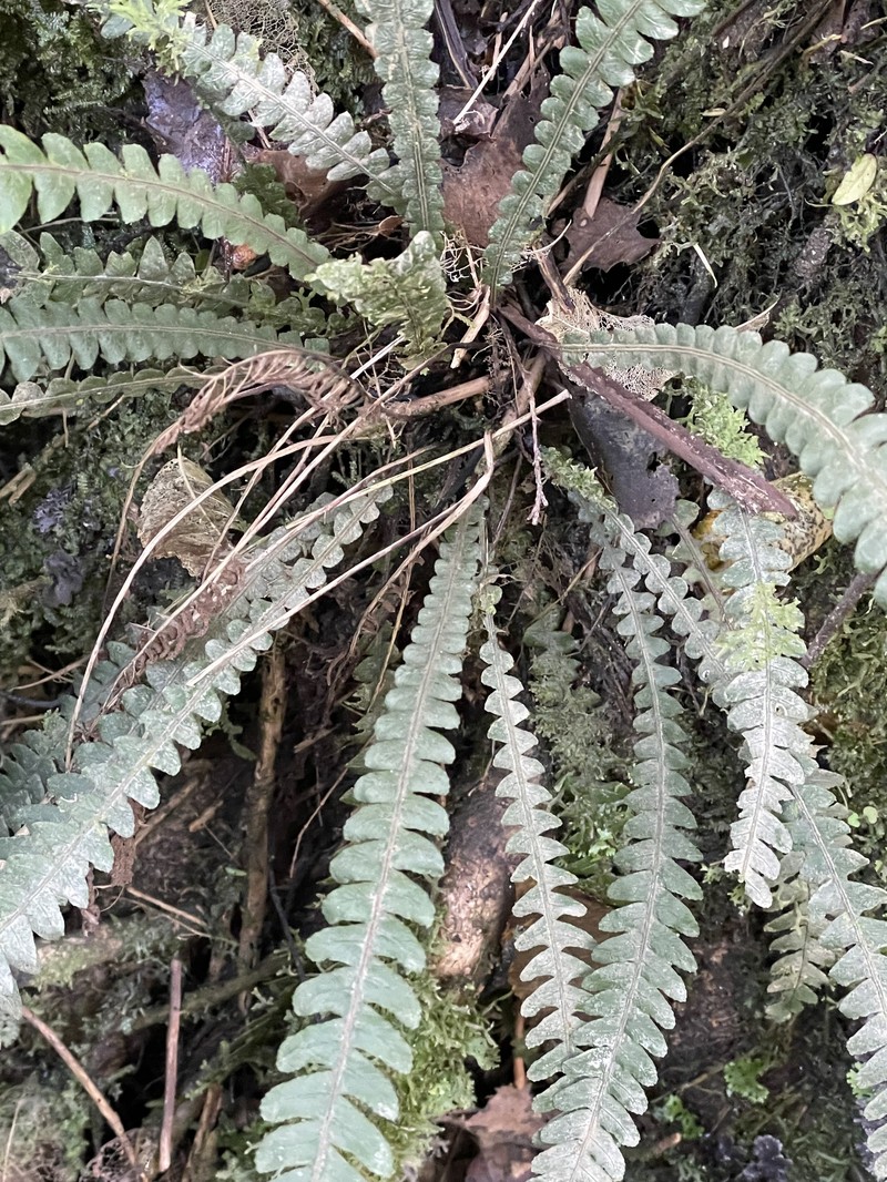 Blechnum × aggregatum photo 4