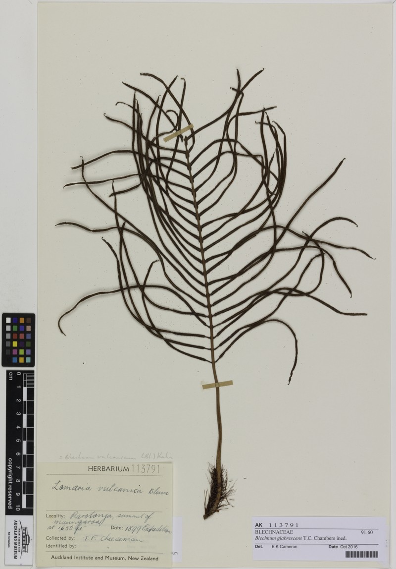 Blechnum aequabile photo 2