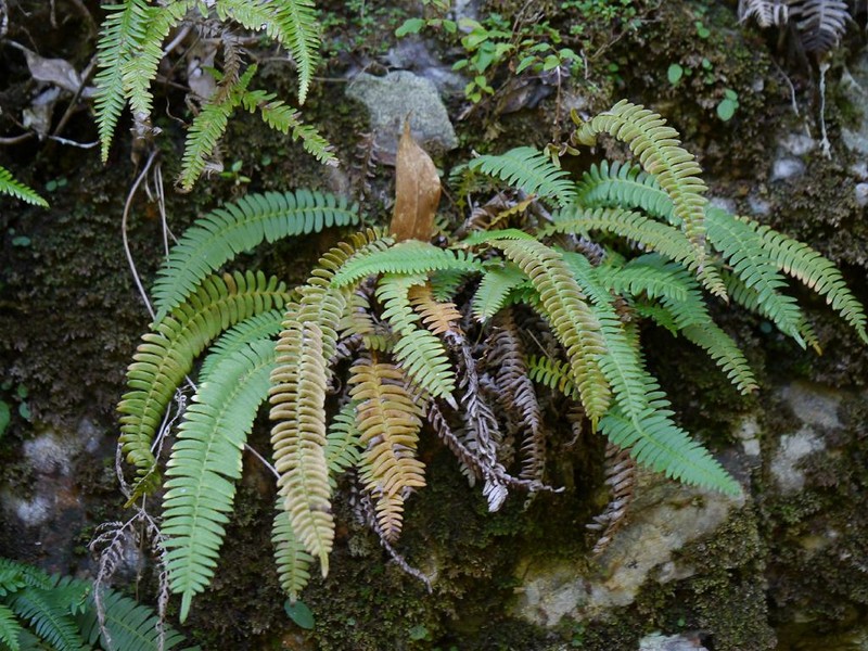 Blechnum amabile