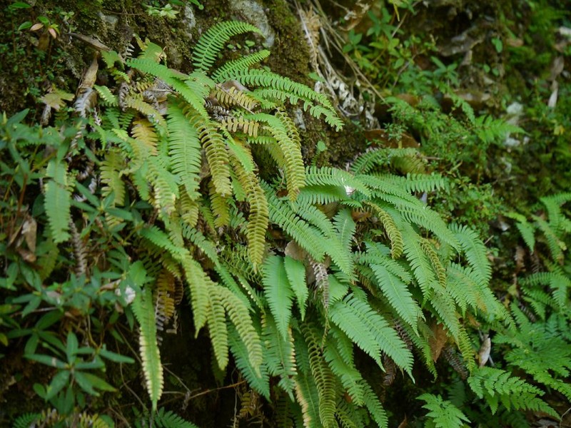 Blechnum amabile photo 2