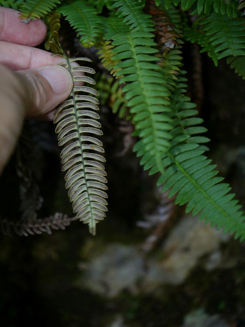 Blechnum amabile photo 3