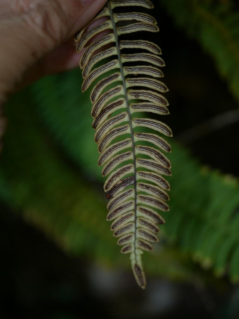 Blechnum amabile photo 4
