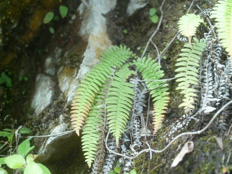 Blechnum amabile photo 5