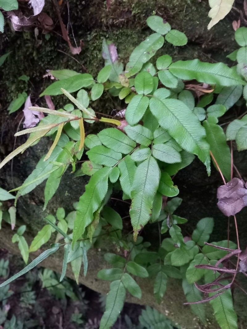 Blechnum ambiguum