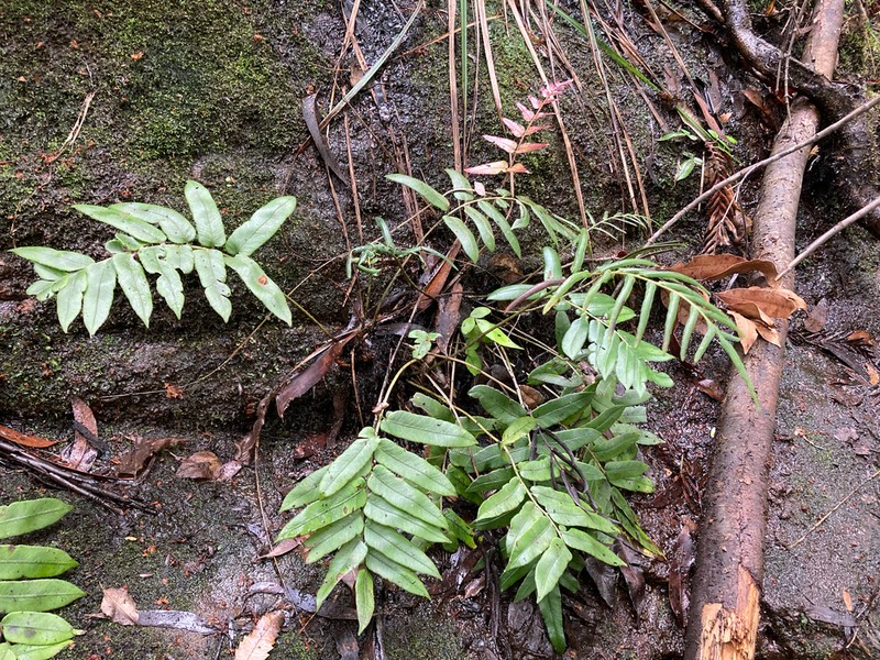Blechnum ambiguum photo 2