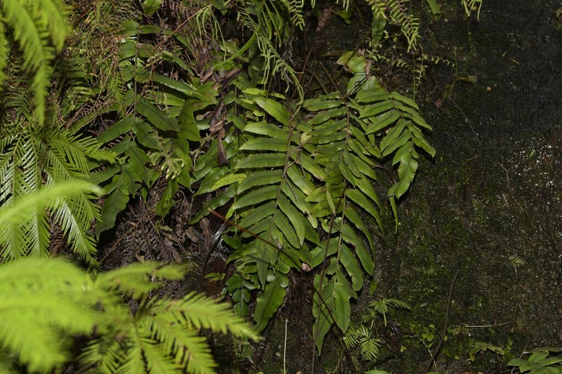 Blechnum ambiguum photo 3