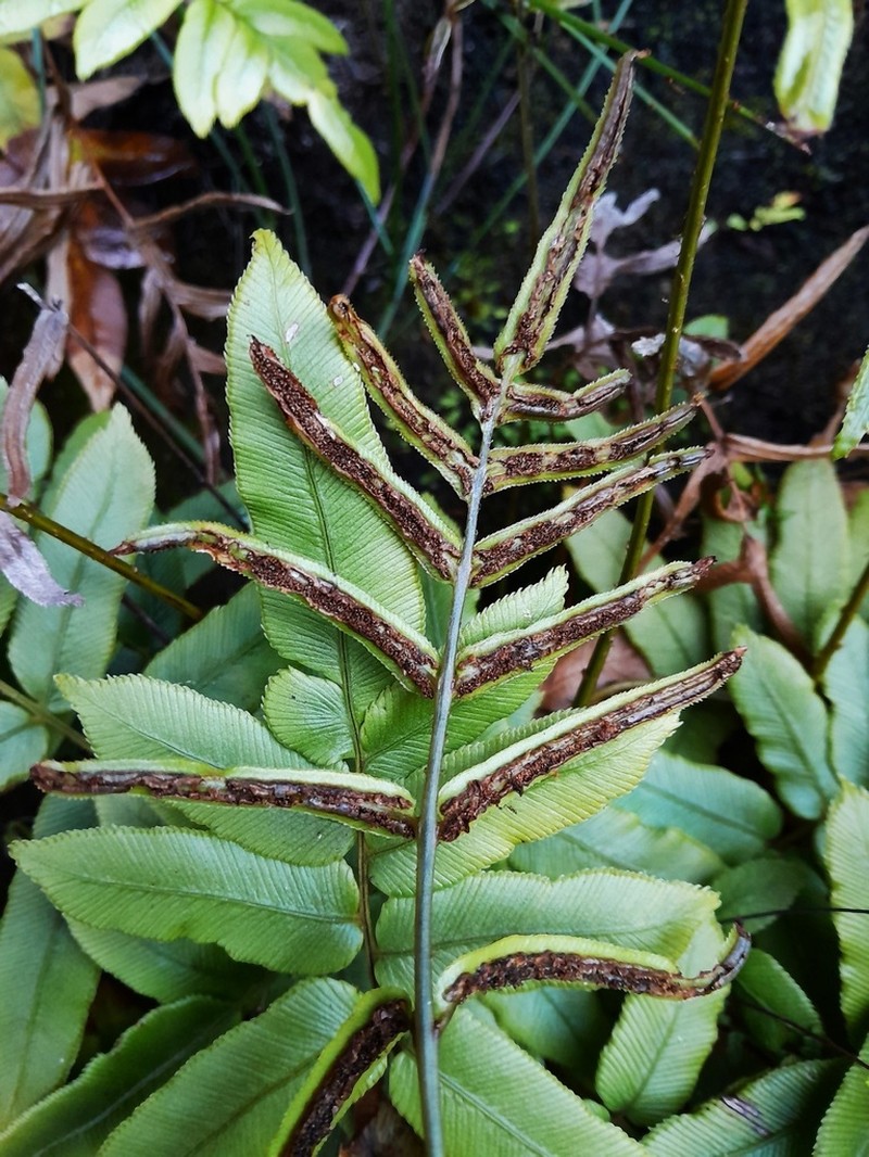 Blechnum ambiguum photo 4