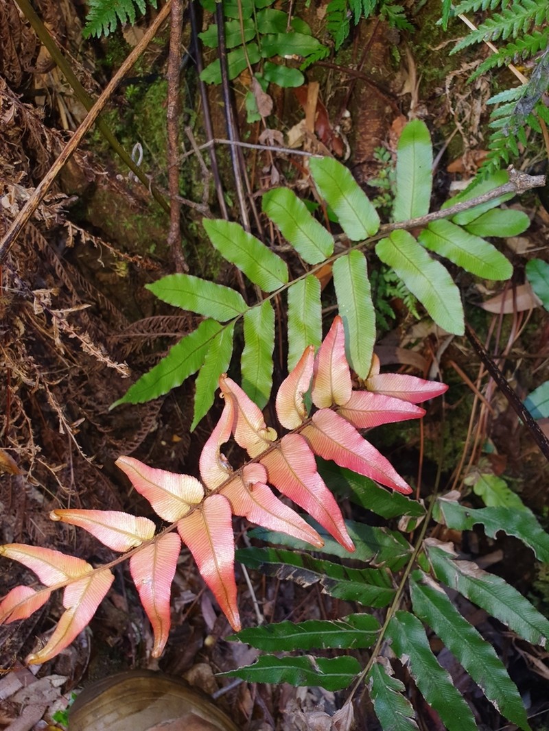 Blechnum ambiguum photo 5