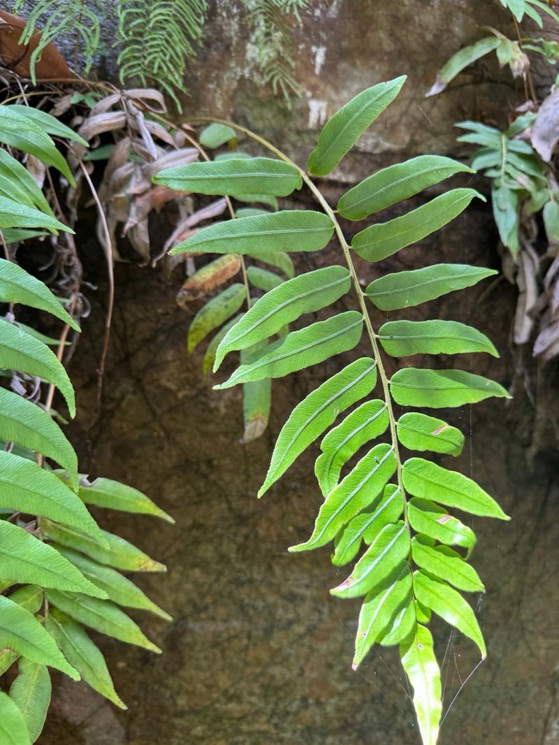 Blechnum ambiguum photo 6