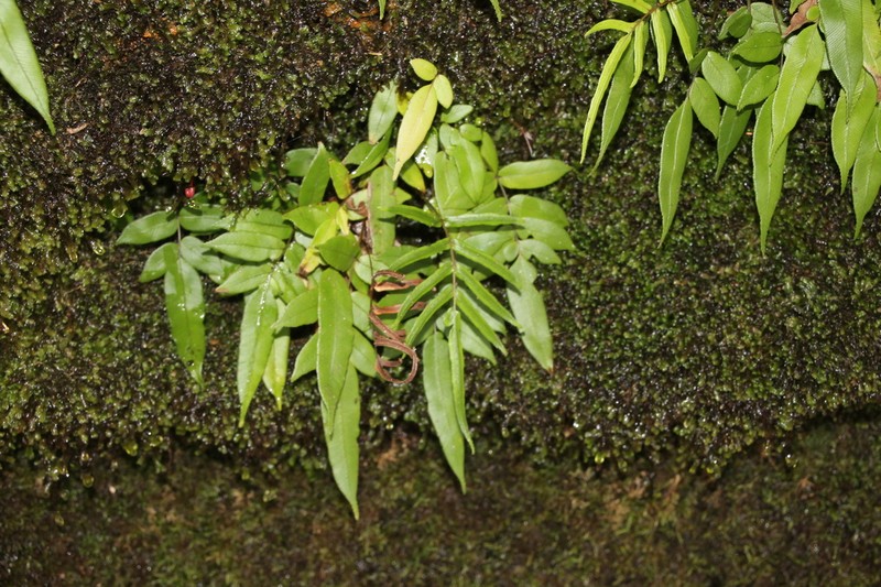 Blechnum ambiguum photo 7