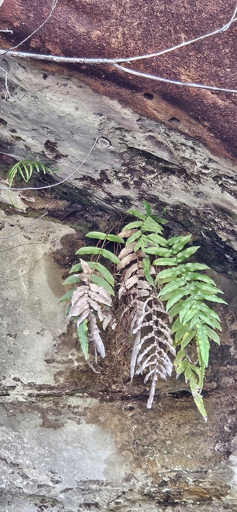 Blechnum ambiguum photo 8