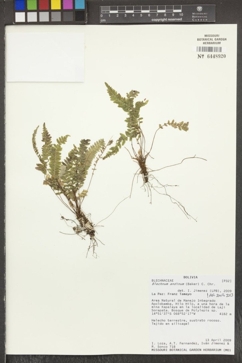 Blechnum andinum