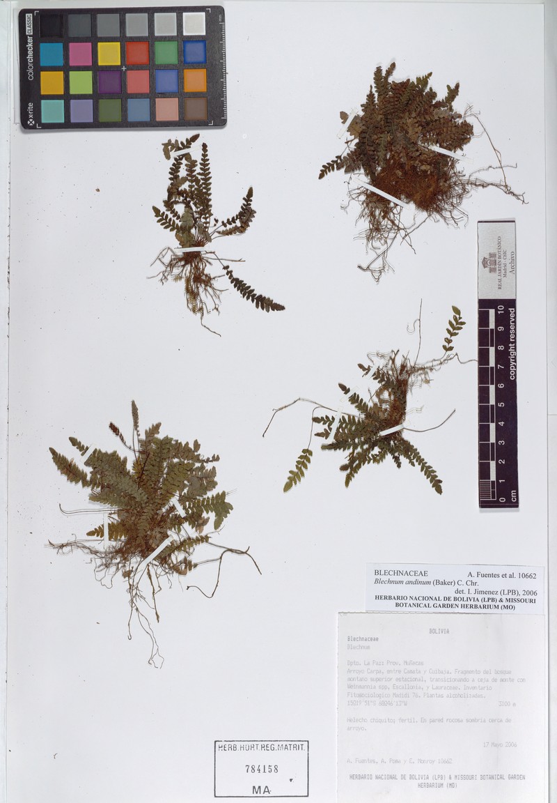 Blechnum andinum photo 2