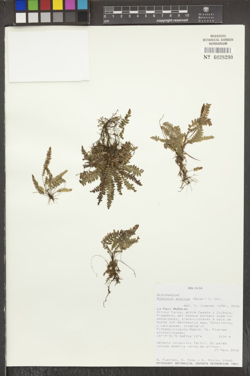 Blechnum andinum photo 3
