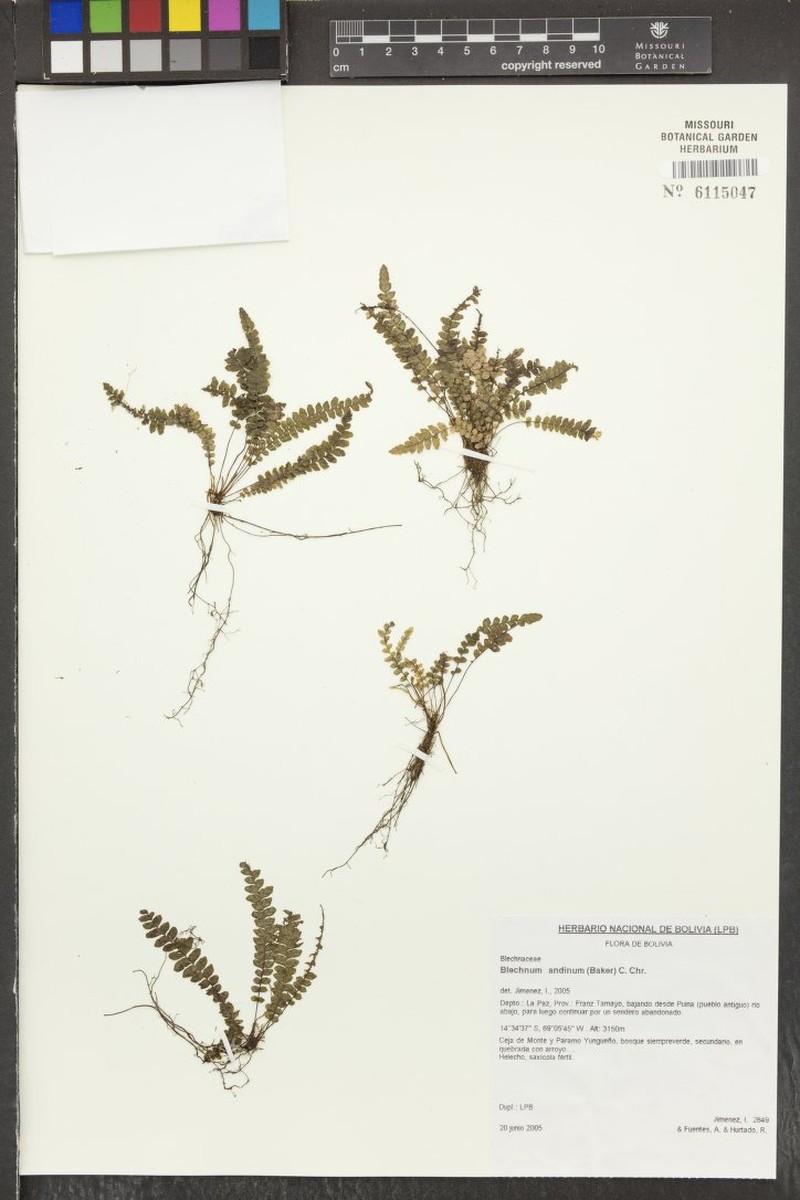 Blechnum andinum photo 4