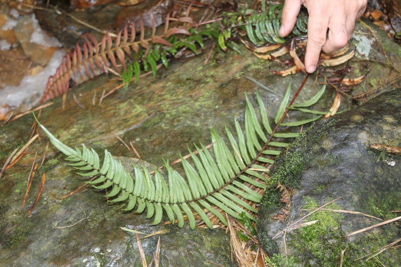 Blechnum anthracinum
