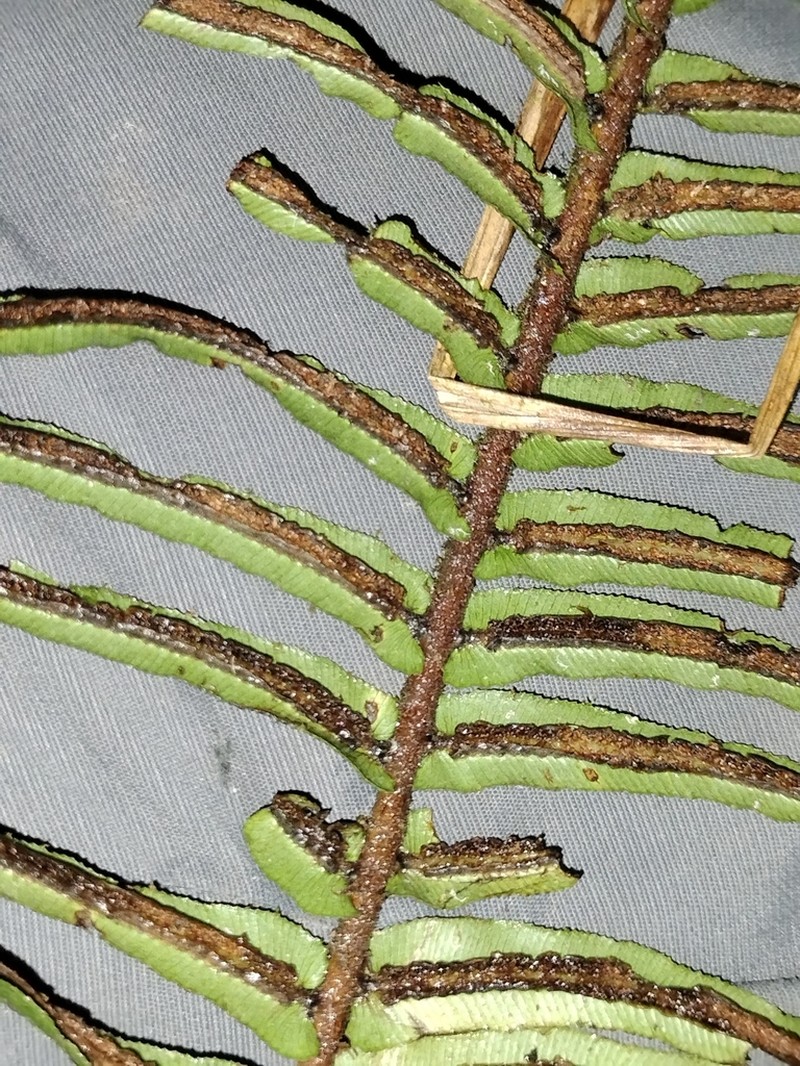 Blechnum anthracinum photo 2