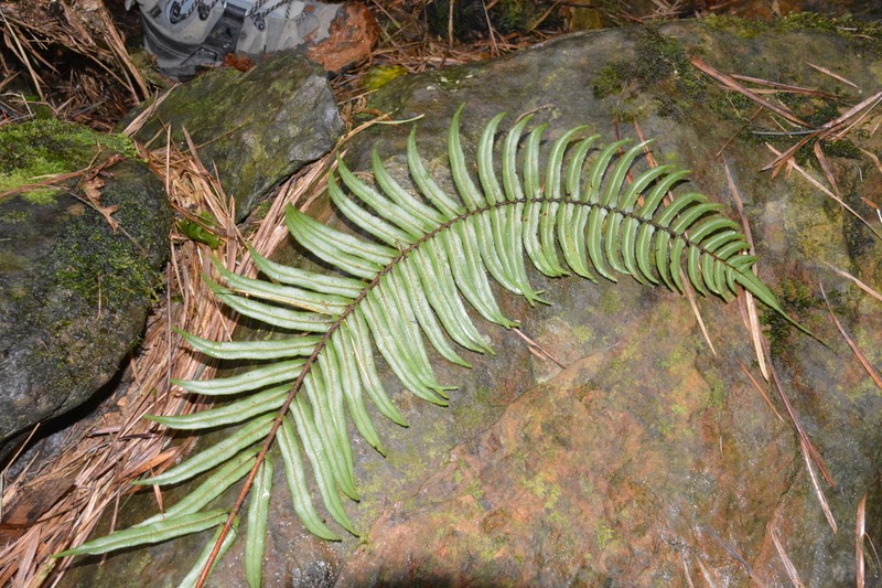 Blechnum anthracinum photo 3