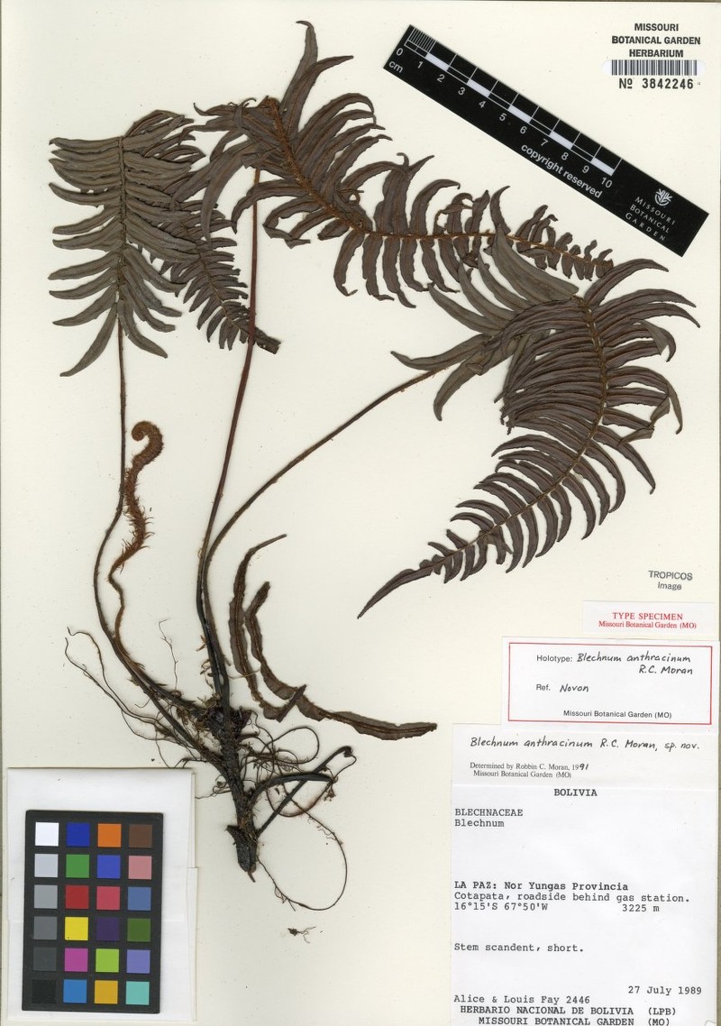 Blechnum anthracinum photo 4