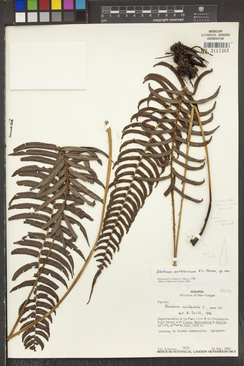 Blechnum anthracinum photo 5