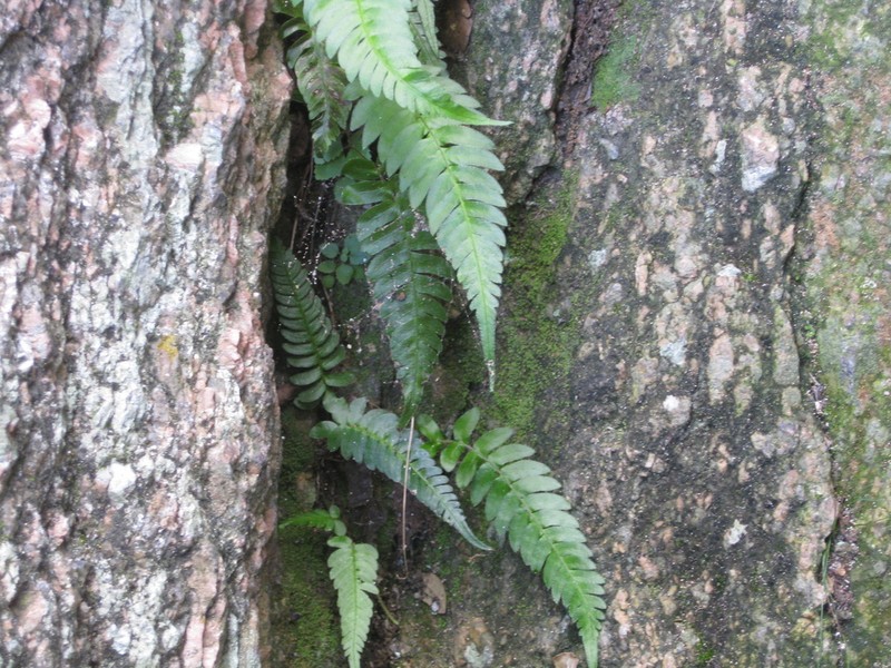 Palm Fern photo 2