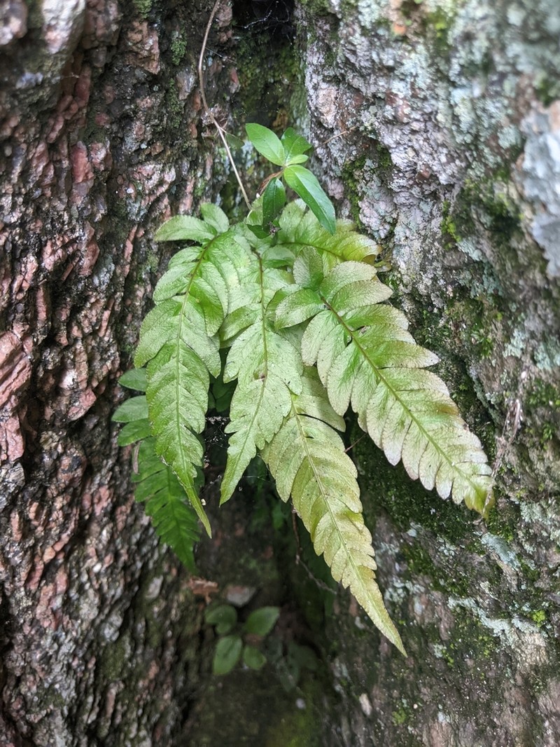 Palm Fern photo 3